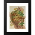 thumbnail image 2 of Johann Friedrich Naumann 18x24 Black Modern Framed Museum Art Print Titled - Anorthura Troglodytes, 2 of 5