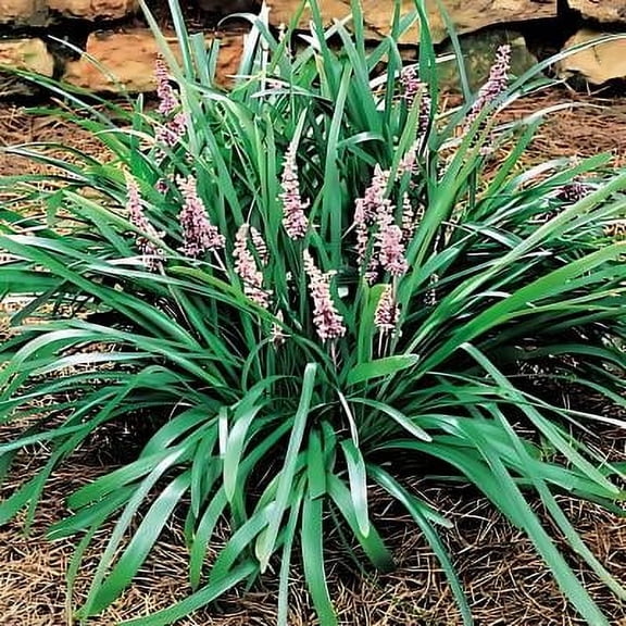 Classy Groundcovers, Creeping Lily Turf, Creeping Liriope, Lilyturf, Monkey Grass  (50 Bare Root plants)