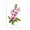 Pink Hollyhock Blooms, variant on Stupell Industries Cottage Bold Cottage Bunches Black Floating Frame Canvas Art, 17 x 21, by Alexandria Gilbert Kincaid