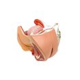 thumbnail image 2 of Isaac Technologies IC-B10445 Female Genital Model, Life Size, 4-Parts, 2 of 2