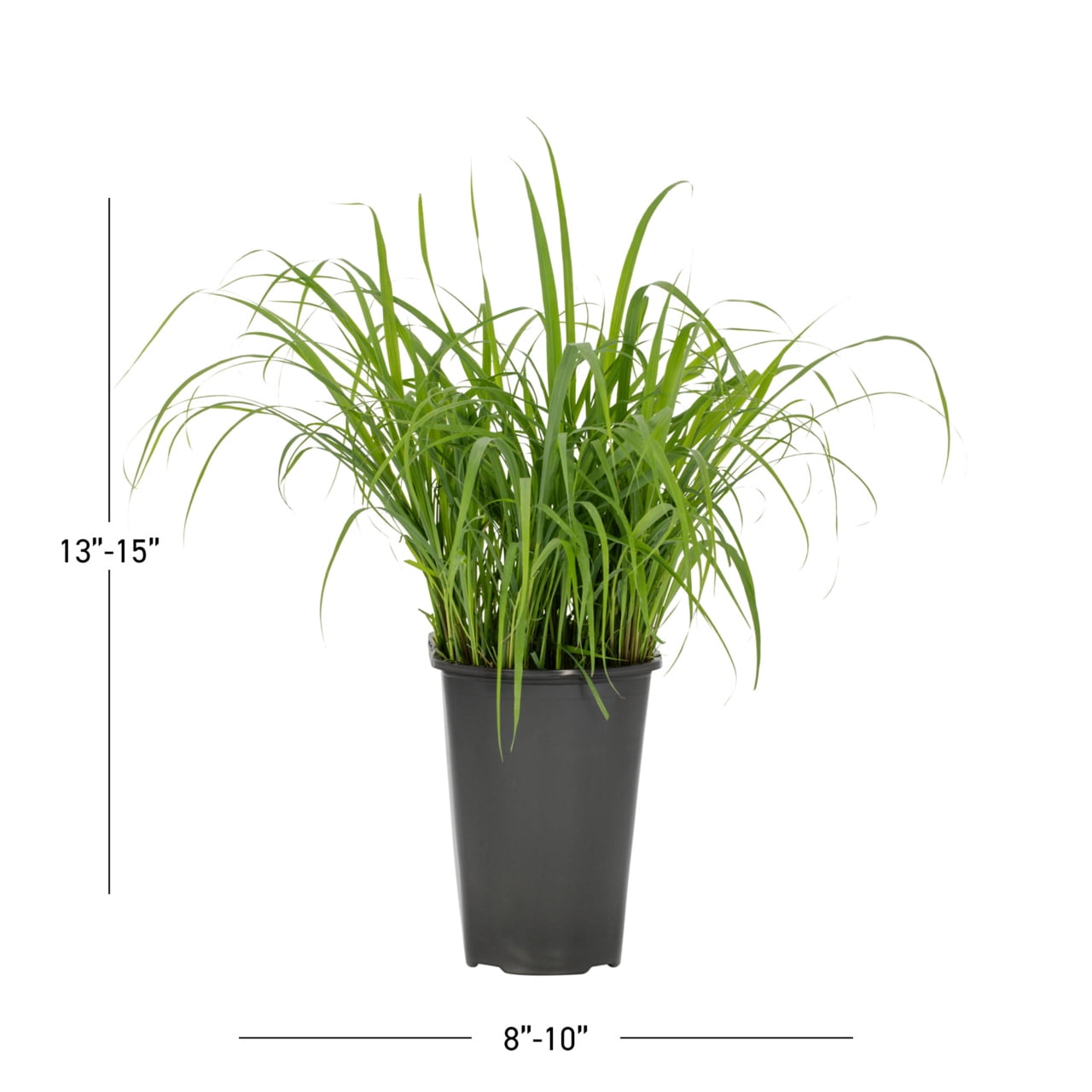 Expert Gardener 2QT Lemon Grass Live Perennial Plant Sun 3-Pack