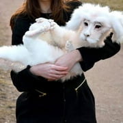 LINMOUA Falkor From The Neverending Story Plush Doll Toys Gift for Kids and Adluts