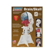 LINDBERG Brain/skull Model Kit