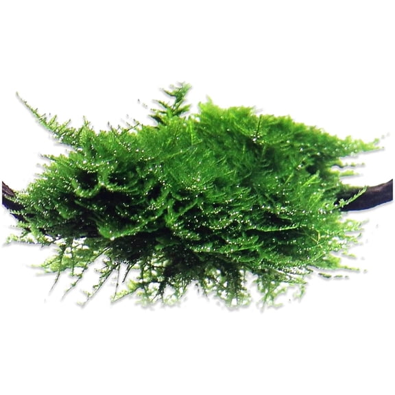 Canton Aquatics Christmas Moss Vesicularia Montagnei Live Aquarium Plant, 4 oz