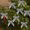 Gray, variant on ZZkhGo 24 Pack Velvet Mini Bows Small Velvet Gift Bows 1 Inch Decorative Tree Wreath Package Reusable Holiday Craft Embellishments Wedding Party Favors