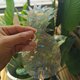 thumbnail image 4 of unbranded Adorno De Ventana Con Pegatina Interior En Forma De Piña Con Refractante Multicolor, 4 of 8
