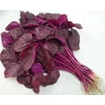 thumbnail image 1 of GSDWIUEW Graines d'Amarante Rouges, 200 Unités, Culture Facile, Rendement Élevé,, 1 of 4
