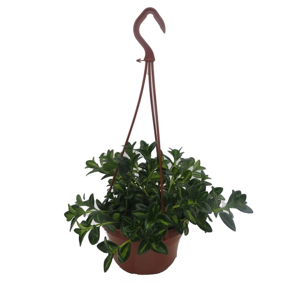 Dibly's Gold Goldfish Plant - Nematanthus gregarius - 6" Hanging Basket