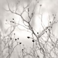 thumbnail image 2 of Great Art Now Winter Berries by Nicholas Bell, Canvas Wall Art, 24W x 24H, 2 of 2