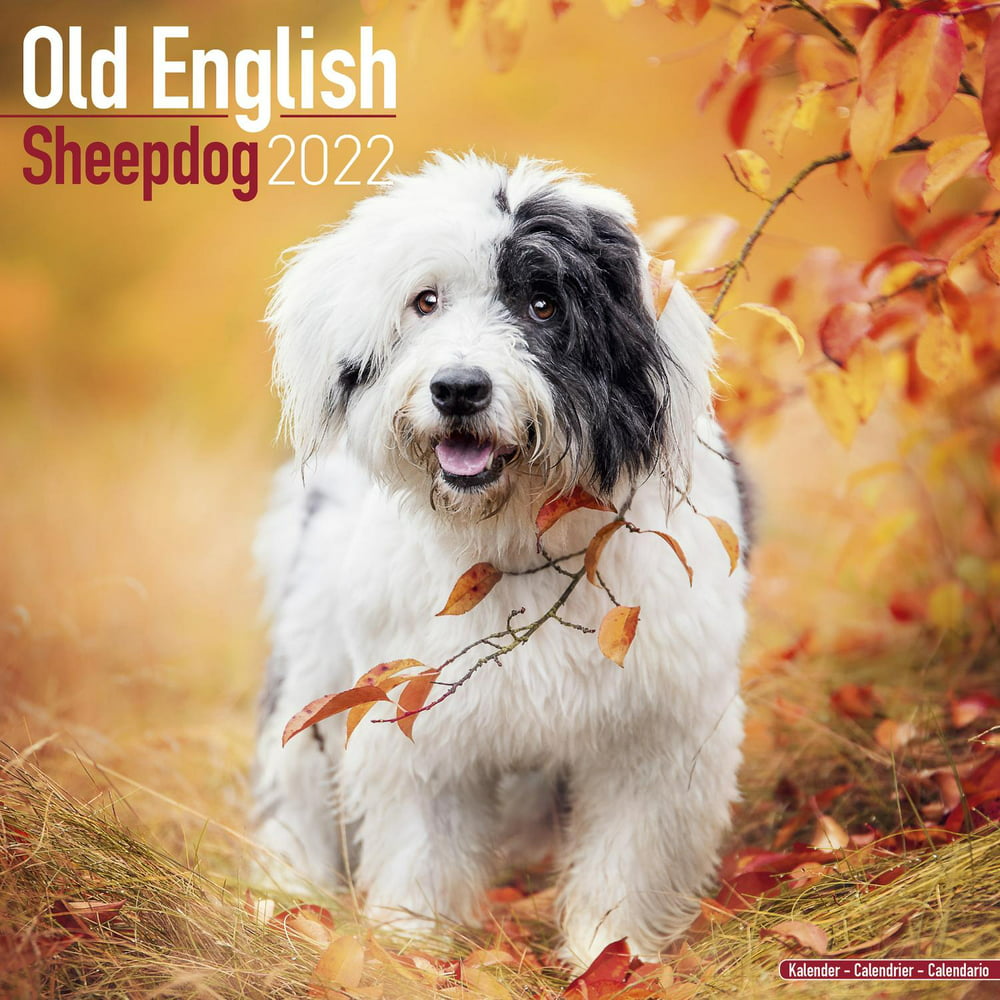 Old English Sheepdog Calendar 2022 - Sheep Dog Breed Calendar