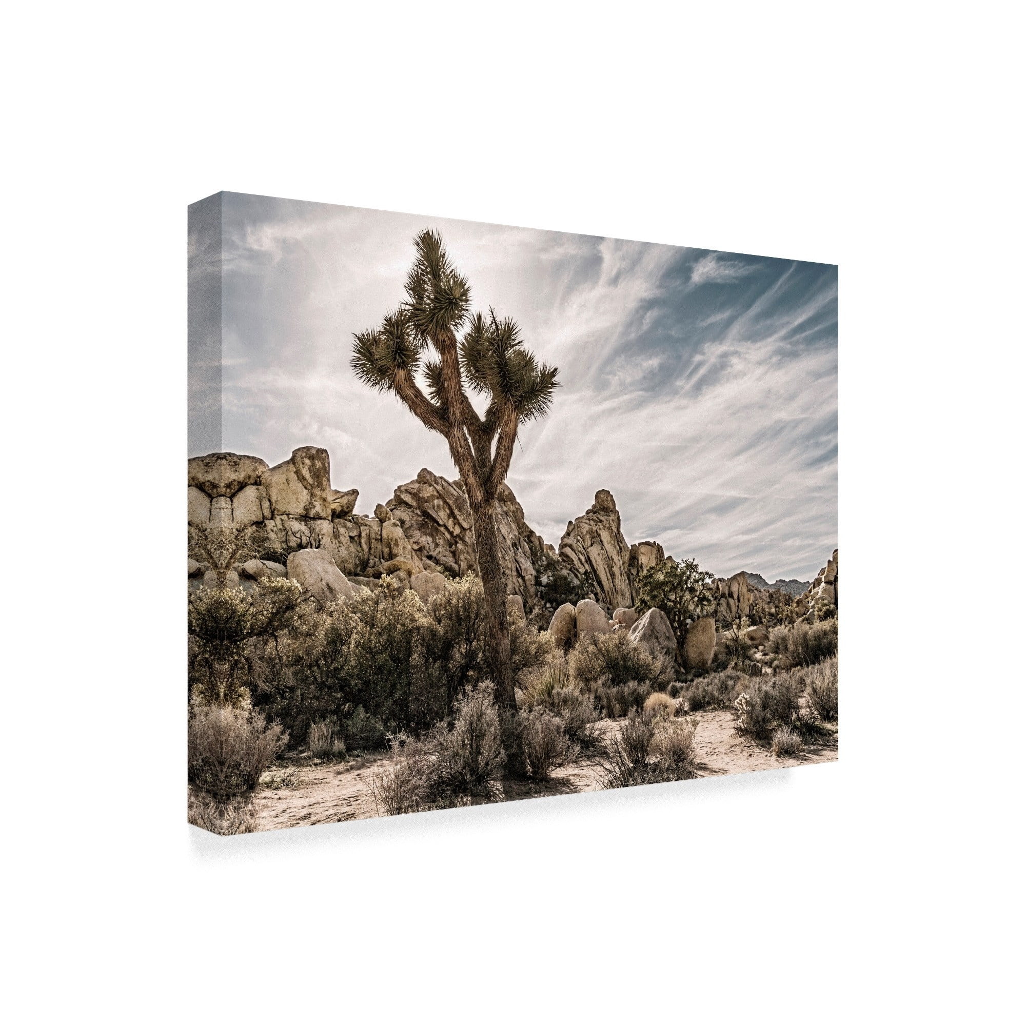 Trademark Fine Art 'Views of Joshua Tree VIII' Canvas Art by Rachel Perry