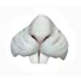 thumbnail image 3 of Easter Bunny Animal Nose Costume Accessory Mask, 3 of 3