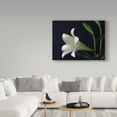 thumbnail image 3 of Trademark Fine Art 'Lily 1 White' Canvas Art by J.D. McFarlan, 3 of 3
