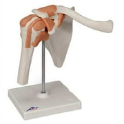 Functional Shoulder Joint Anatomical Model