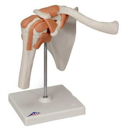 Functional Shoulder Joint Anatomical Model