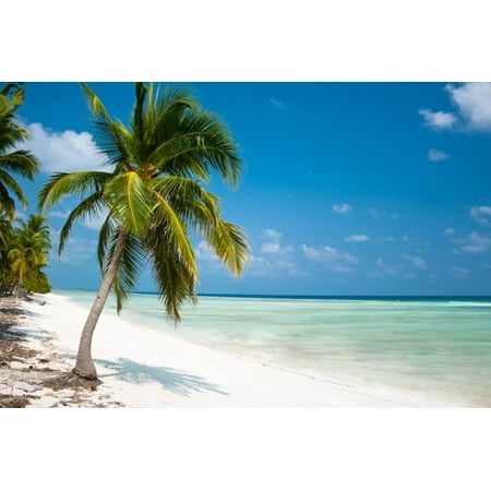 Island Paradise Palm Trees Hanging Over A Sandy White Beach With Island Paradise Palm Trees Hanging Over A Sandy White Beach With Stunning Turquoise Waters And Wh Print Wall Art By Aleksandar Todorovic