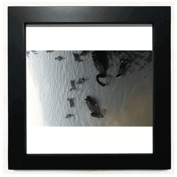 Group Of Black Swan Art Deco Fashion Black Square Frame Picture Wall Tabletop