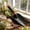 A, variant on Hand Shovel for Backyard Yard Area, 11 Inch Plastic Hand Trowel for Weeding and Loosening Soil, Lightweight Manual Tool for Flower Bed and Patio