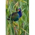 thumbnail image 2 of Ditto, Larry 17x24 Black Ornate Wood Framed with Double Matting Museum Art Print Titled - Purple Gallinule-Porphyrio martinica-perched in cattails, 2 of 4