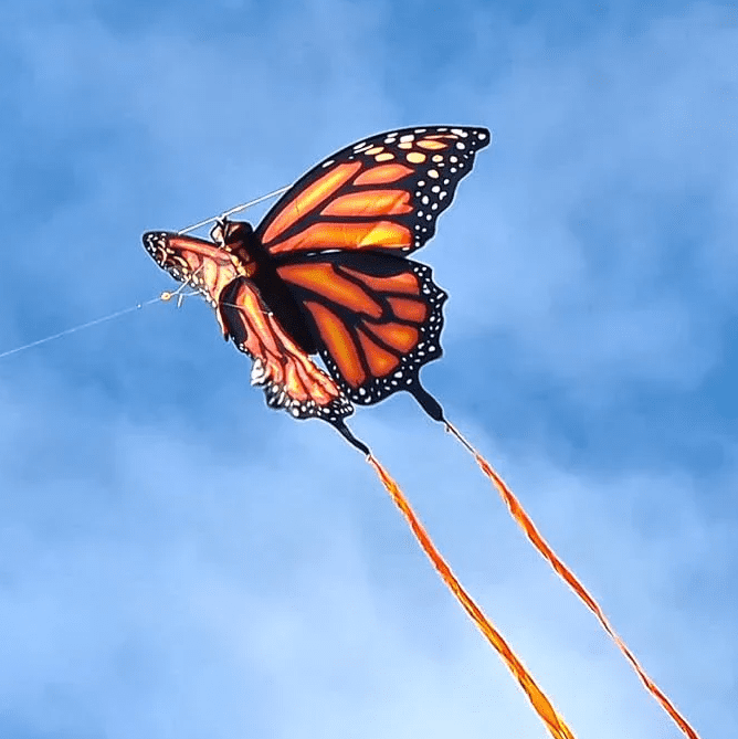 3-D Butterfly SuperSized Nylon Kite 60 inch Wingspan