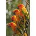 thumbnail image 2 of Orange Parakeets; Chiang Mai  Thailand Poster Print, 2 of 2