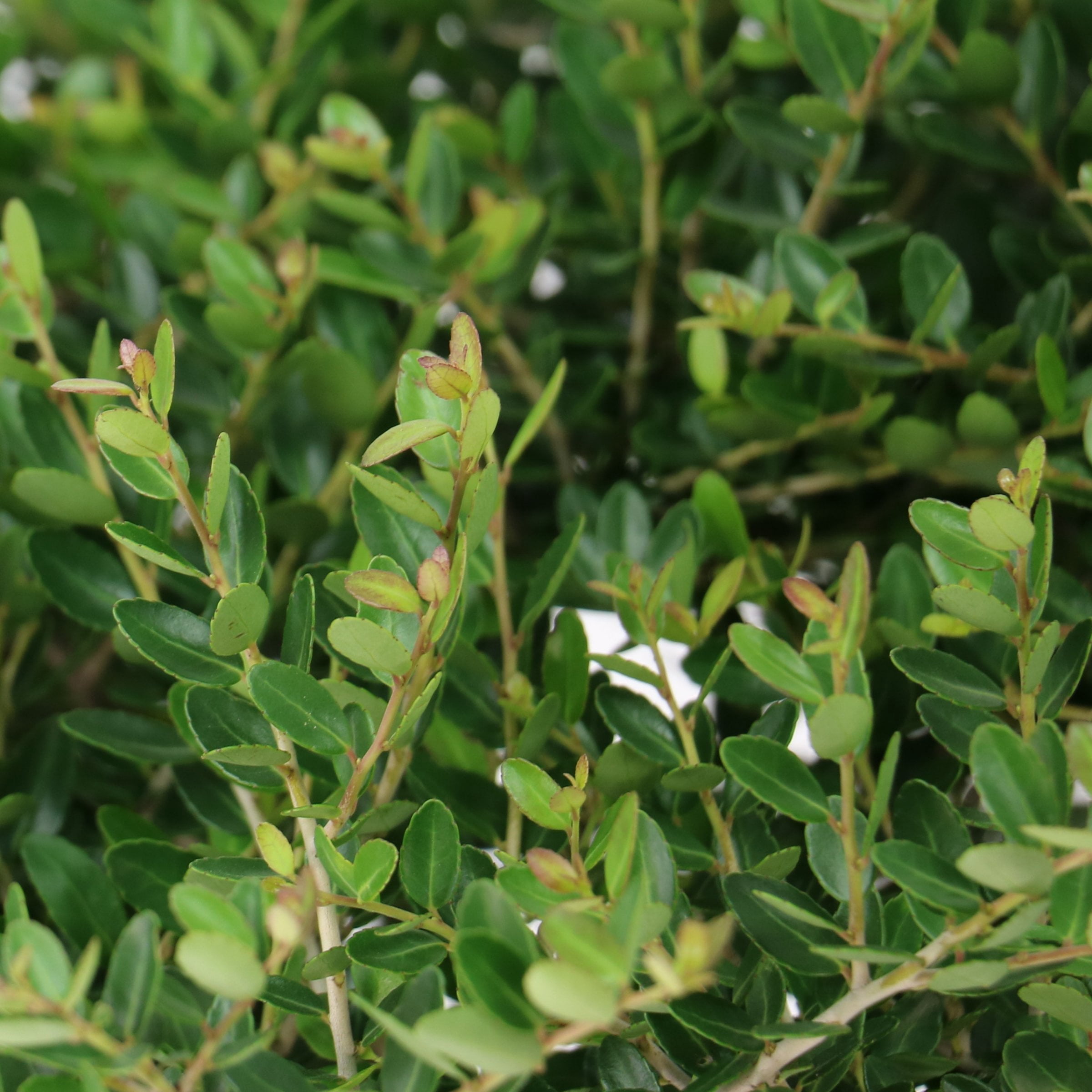 National Plant Network 3 gal. Ilex Taylor's Rudolph Dwarf Yaupon