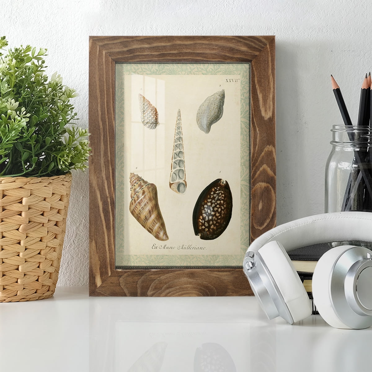 Bookplate Shells IX - Framed Print w/glass - Walnut