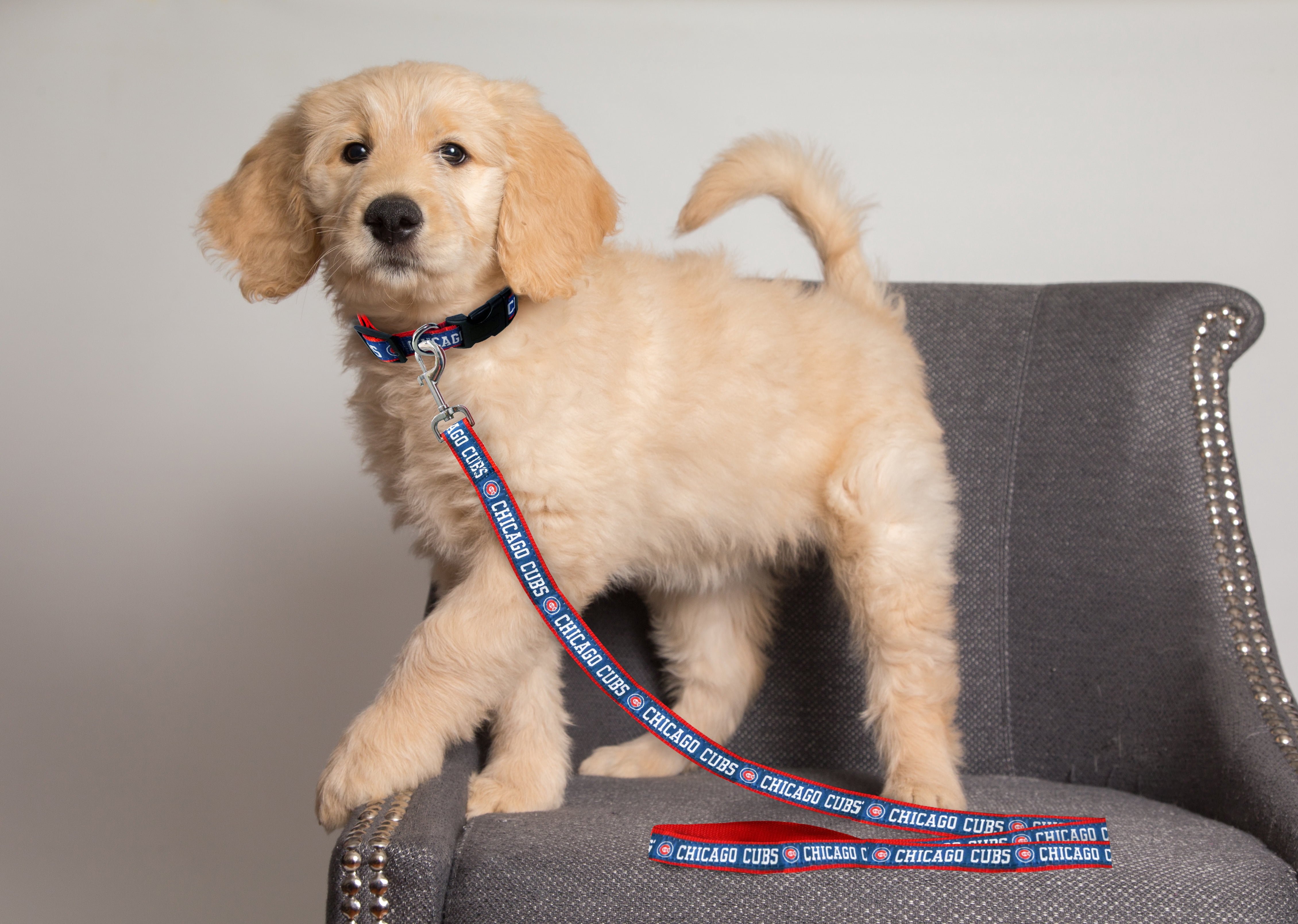 Pets First MLB Chicago Cubs Cats and Dogs Durable Pet Leash, Medium
