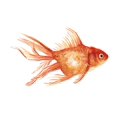 thumbnail image 2 of Scarvey, Emma 24x20 Black Ornate Wood Framed with Double Matting Museum Art Print Titled - Ornamental Goldfish II, 2 of 4