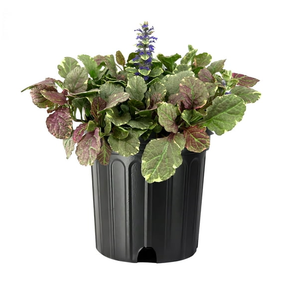 Ajuga Burgundy Glow | 1 Large Gallon Size Plant | Ajuga reptans | Variegated Ground Cover | Borders and Gardens | Blue Flowers