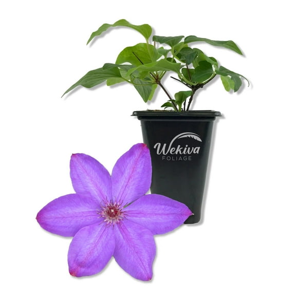 Clematis Elsa Spath - Live Starter Plant in a 2 Inch Growers Pot - Starter Plants Ready for The Garden - Beautiful Dark Lavender Flowering Vine