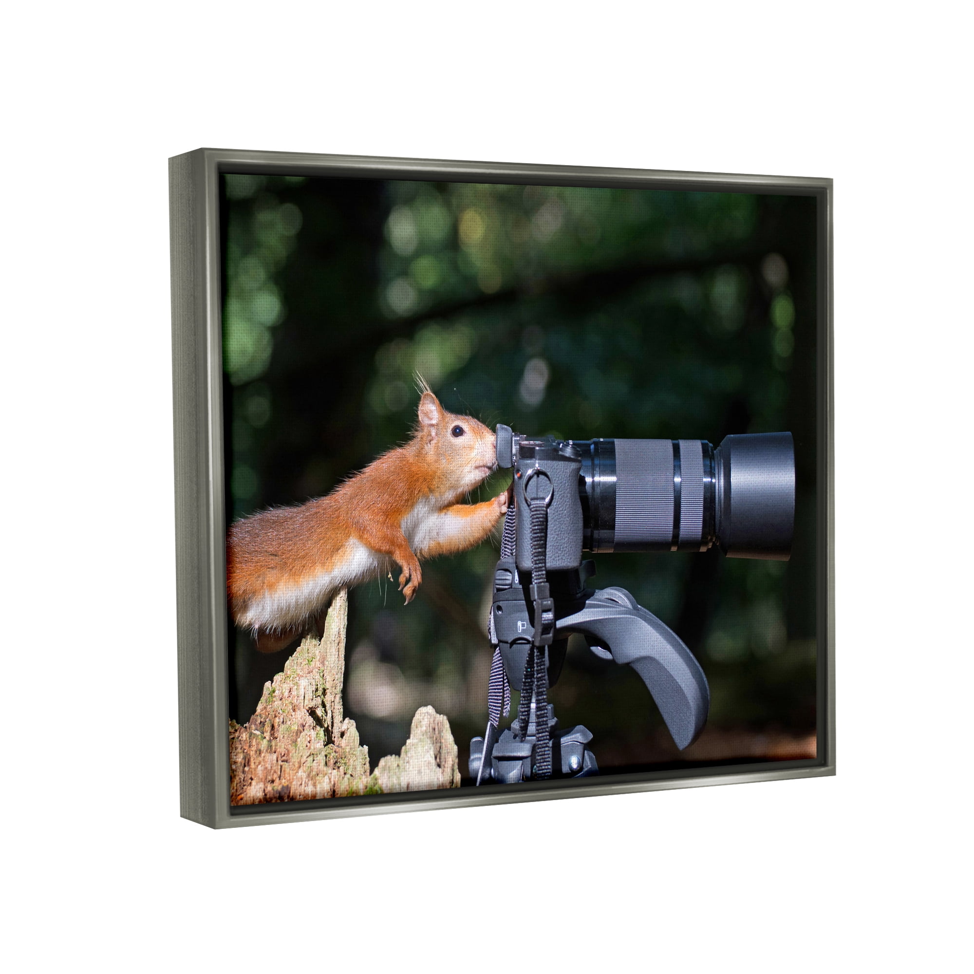 Stupell Industries Funny Squirrel Photographer Animals & Insects Photography Gray Floater Framed Canvas Art Print Wall Art, 21 x 17