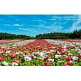 thumbnail image 2 of 250 Seeds AFGHAN Blue POPPY Mixed Colors Papaver Somniferum Pink Purple White Flower Seeds, 2 of 10
