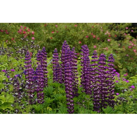 Pretty Flower Bed - LAMINATED POSTER Bed Blue Flowers Bloom Flower Beds Garden Poster Print 24 x 36