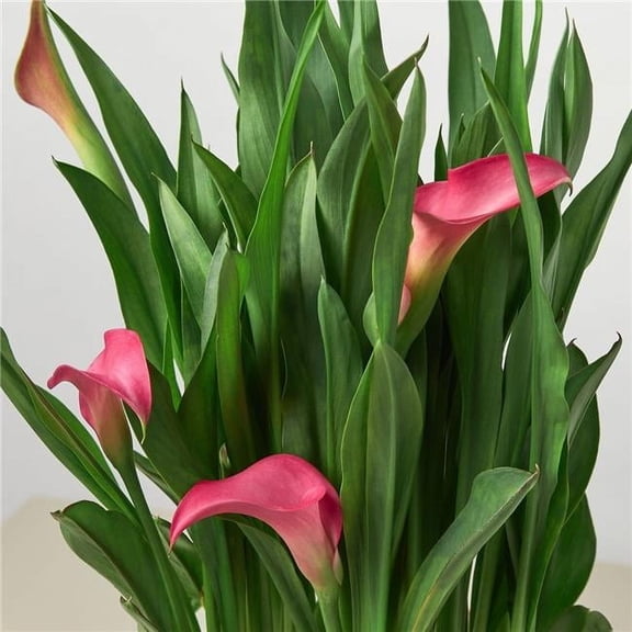 House Plant Dropship 4-ZANTEDESCHIA-CALLA.LILY-PINK 4 in. Pot Calla Lily Plant, Pink