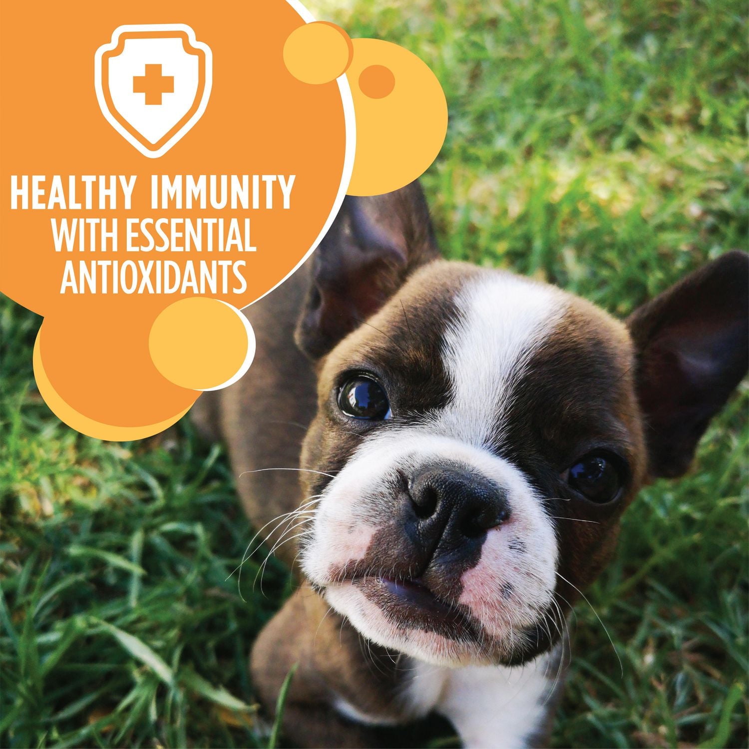 Iams Proactive Health Puppy Dry Dog Food Chicken & Whole Grain Recipe, 1.5-6.8kg