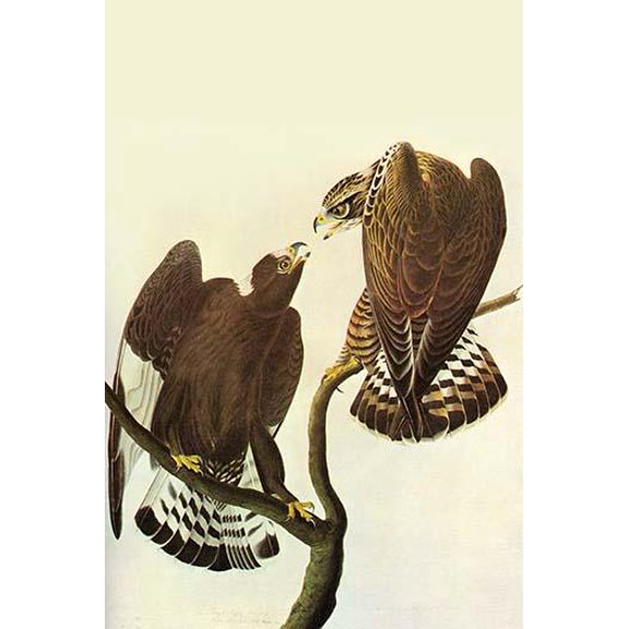 RoughLegged Hawk-Fine art canvas print (20" x 30")