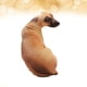 thumbnail image 5 of 1 almohada de peluche estéreo de 50 cm con diseño de perro en 3D para sofá, banco, casa o hotel (sabueso), 5 of 7
