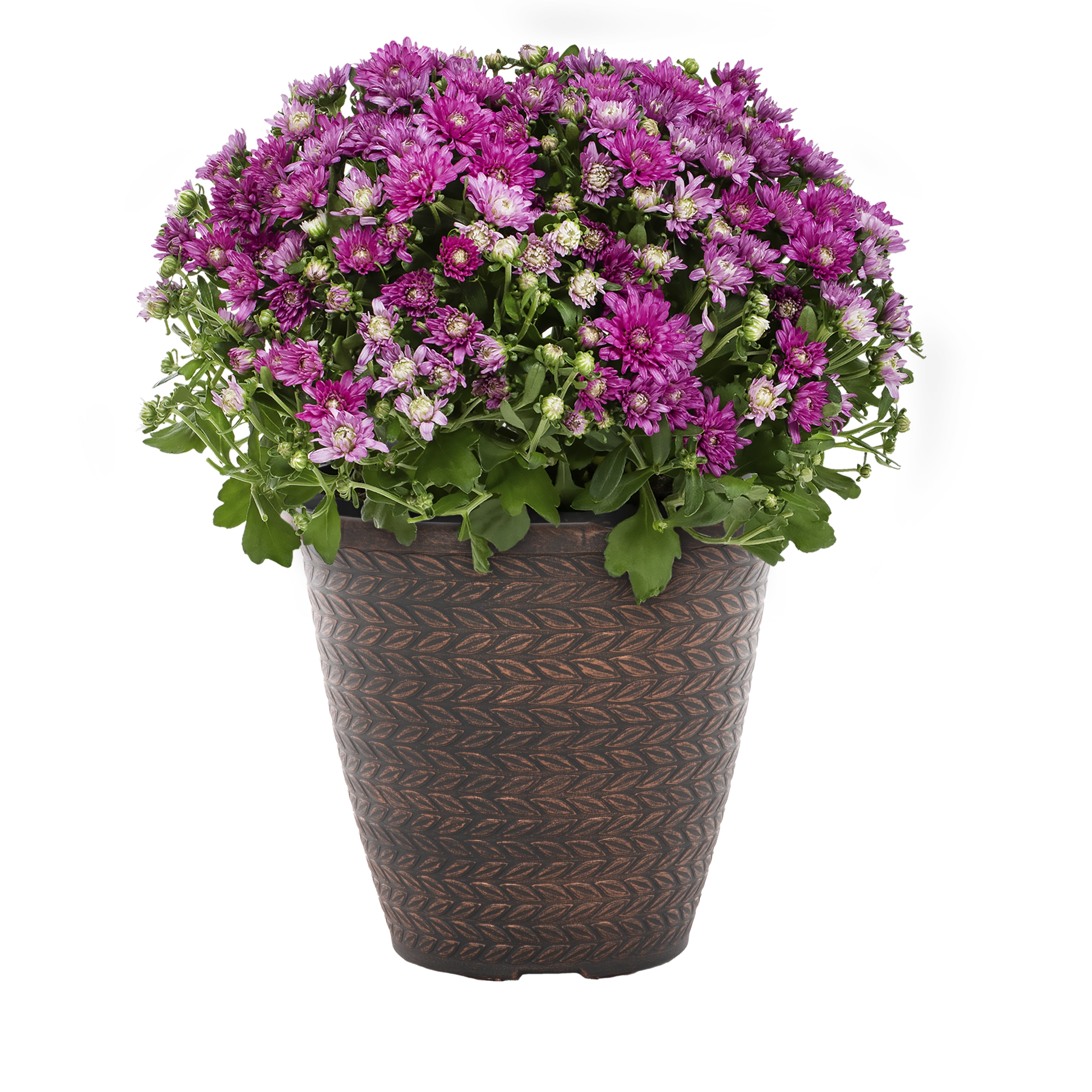 Expert Gardener 16" Purple Mum Live Plant Decorative Pot