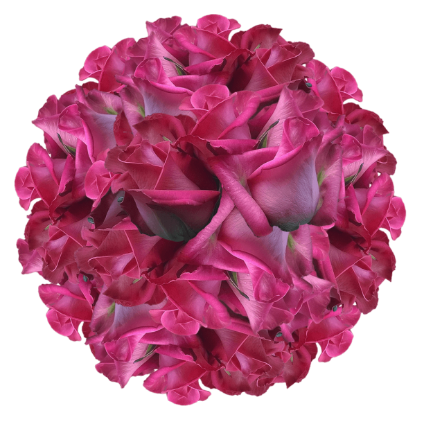 100 Stems of Purple Cezanne Roses Fresh Flower Delivery