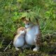 thumbnail image 5 of Decoración hogareña Gwong Garden Hedgehog Figurine Adorable Fina Obras de trabajo Resina Resistente a la intemperie Exquisite Hedgehog Figure para la decoración del hogar Gwong 21080025, 5 of 6