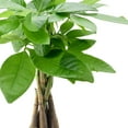 thumbnail image 3 of Arcadia Garden Products Live Money Tree in 4.5" Tropico Leaf, Blue, 3 of 4