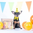 thumbnail image 2 of Gorro de cumpleaños IDOLPET para perros y gatos con pajarita para mascotas pequeñas y medianas, 2 of 6