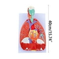thumbnail image 5 of Milue Life Size Lung Anatomy Model, Heart Lung Throat Model Anatomy, 5 of 11