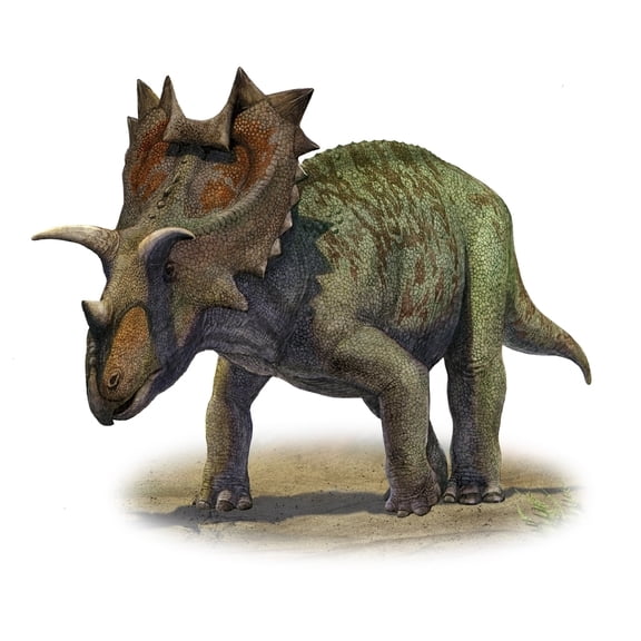 StockTrek Images PSTSKR100095P Ceratops Montanus A Prehistoric Era Dinosaur From The Late Cretaceous Period Poster Print, 15 x 12