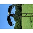 thumbnail image 1 of Esschert Design ZYCT823 Counterweight Metal Eagle Rocker Garden Stake, Black & Gray - Large, 1 of 1