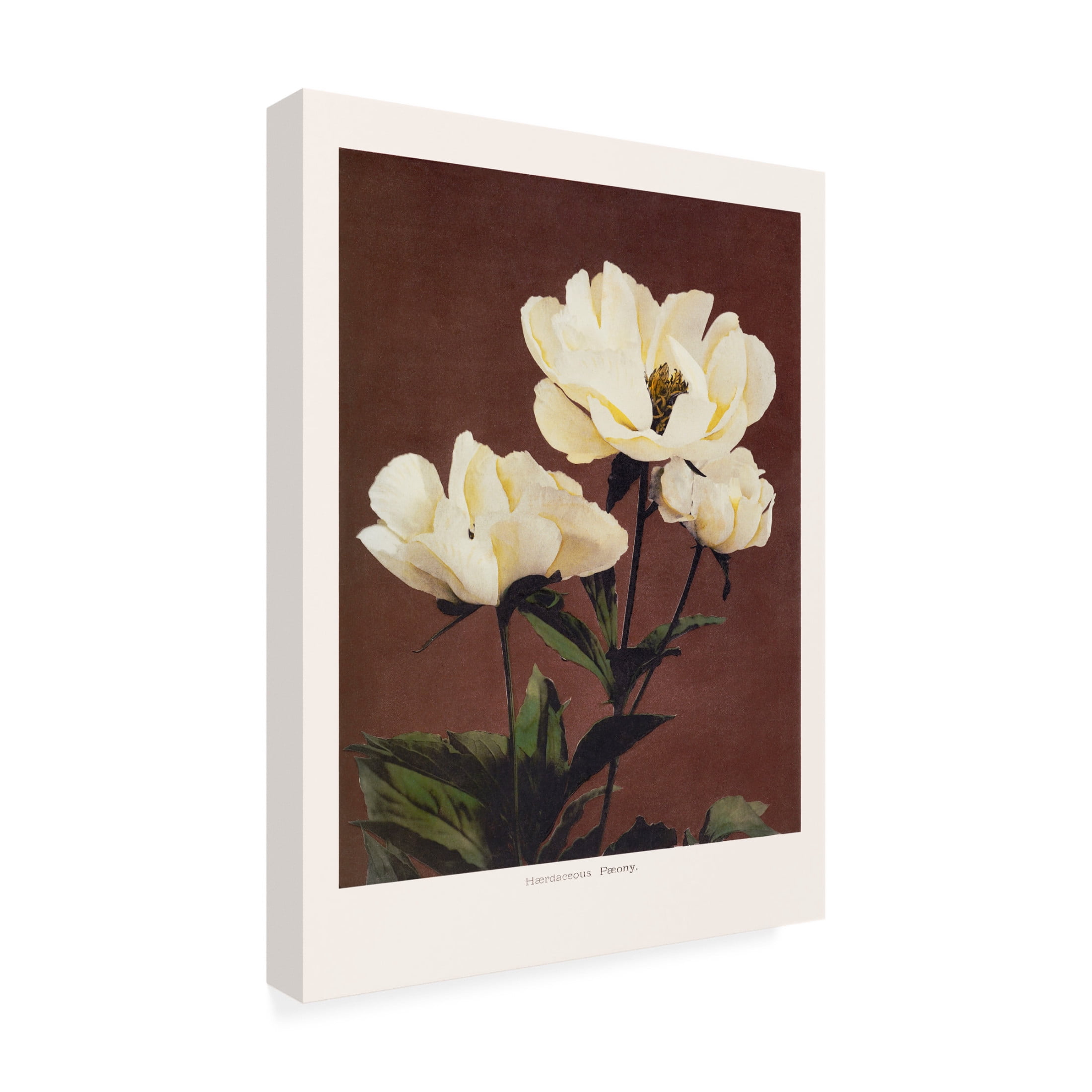 Trademark Fine Art Pictufy HAbrdaceous Peony Canvas Wall Art