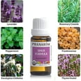 thumbnail image 6 of Pranarōm Sinus Formula, USDA Certified Organic Essential Oil for Wellness, 15ml, 6 of 8