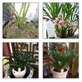 thumbnail image 1 of Higrómetro electrónico para suelo de plantas de jardín, medidor de humedad, herramienta analizadora Ndcxsfigh Para estrenar, 1 of 3