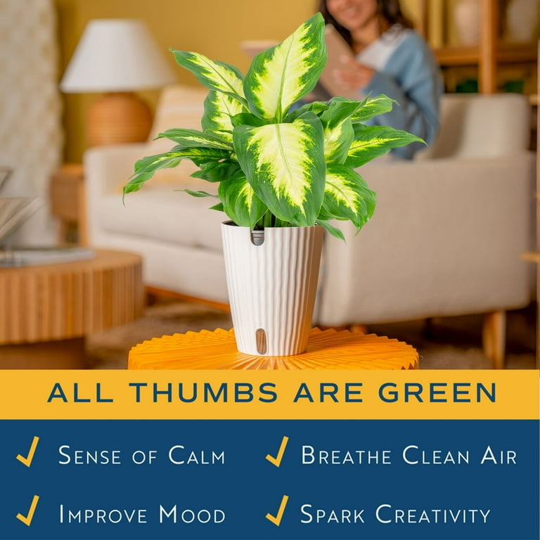 Costa Farms 12" Grower's Choice Dieffenbachia Live House Plants in 5"  Self-Watering Planter